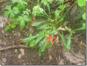 Rare  Red 5 Leaf Lupus (not really)