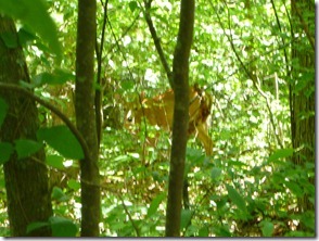 Little doe