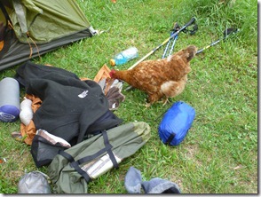 Campgound at Trents Grocery (with rooster)