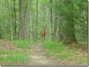 Friendly deer near shelter